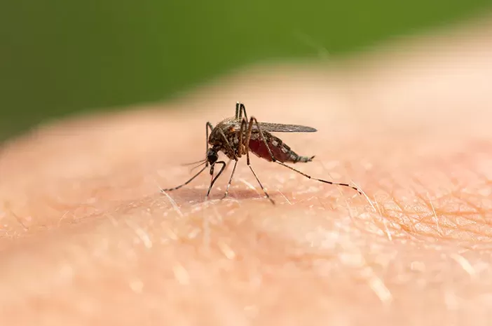 Nyamuk merupakan serangga yang sering menjadi pembawa penyakit berbahaya, seperti demam berdarah, west nile, zika dan malaria. Guna menekan populasi nyamuk, kamu bisa menggunakan bahan alami. (Sumber:Pixabay/MDavid)