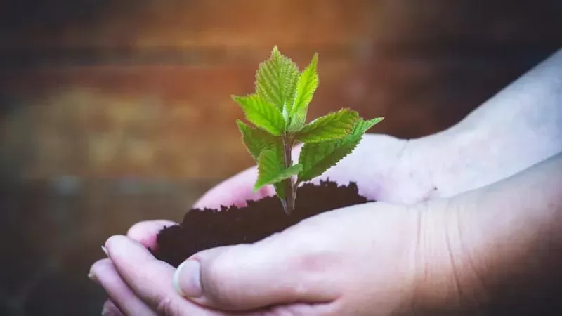 Ilustrasi Penanaman Pohon (Foto: Pixabay)