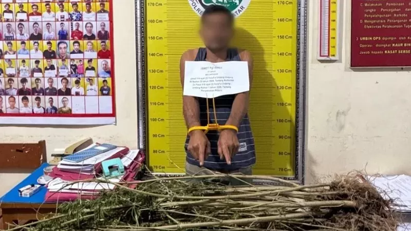 Pria di Tanah Datar berkedok petani ditangkap Polres Tanah Datar setelah kedapatan menyimpan dan membudidayakan ganja di ladang belakang rumah. (Foto: Polres Tanah Datar)