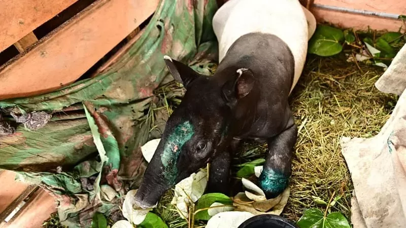 Satwa dilindungi Tapir saat hendak dibawa oleh pelaku keluar daerah menuju Lubuk Pakam, Kota Medan, Sumatera Utara. (Foto: Istimewa)