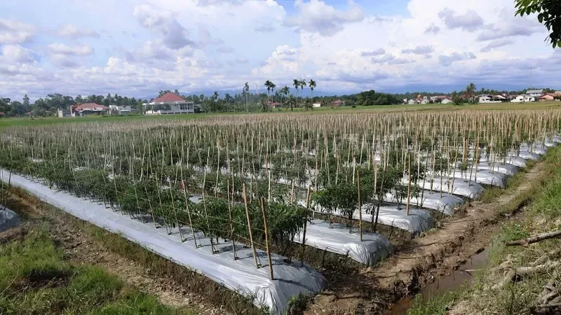Sawirman, petani berusia 60 tahun asal Desa Rawang, Kecamatan Pariaman Tengah, Kota Pariaman, berhasil mengubah lahan tidur terbengkalai menjadi kebun cabe produktif. (Foto: Kominfo Pariaman)