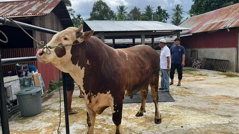 Salah satu sapi kurban Presiden Prabowo Subianto untuk Sumbar. (Foto: Istimewa)