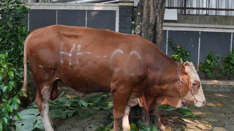 Hewan Kurban Hutama Karya (Foto: HK)