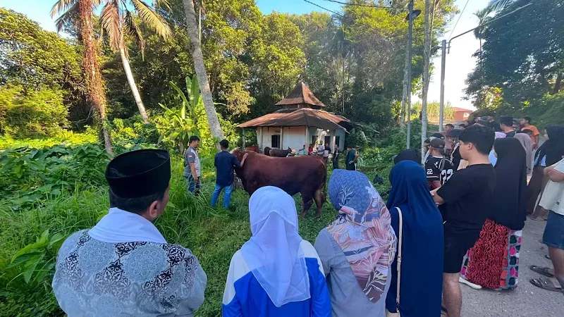Pemkab Dharmasraya menyerahkan sapi kurban Presiden seberat 1,1 ton untuk masyarakat. (Foto: Pemkab Dharmasraya) 