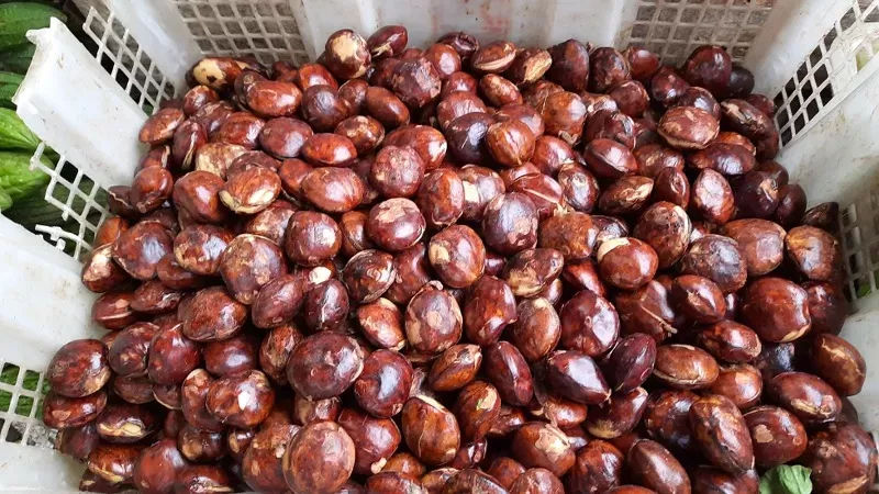 Ilustrasi Jengkol (Foto: Pixabay)