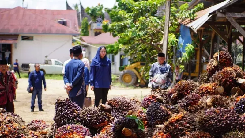 Bupati Dharmasraya Annisa Suci Ramadhani saat mendengar laporan masyarakat yang menyebutkan penurunan harga TBS berkisar antara Rp600 hingga Rp1.100 per kilogram. (Foto: Pemkab Dharmasraya)