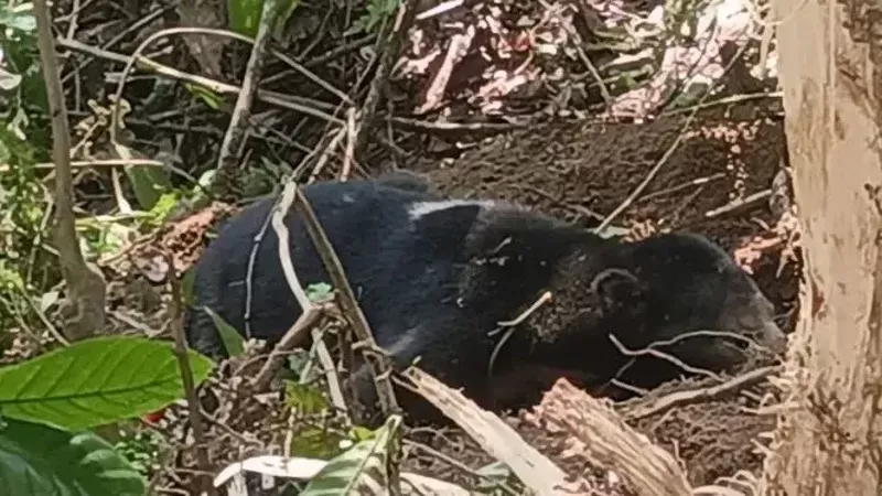 Evakuasi beruang madu yang terjerat perangkap babi di Kabupaten Pasaman. (Foto: BKSDA Sumbar)