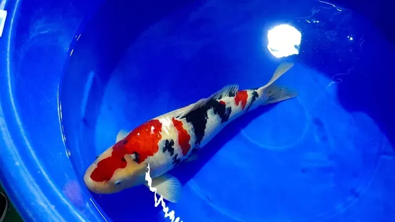 Salah satu ikan koi yang dipamerkan di Sumbar KOI Sumbar 2026 di Padang Panjang. (Foto: Kominfo Padang Panjang)
