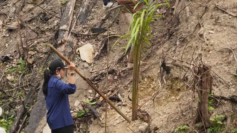 Bupati Dharmasraya Annisa Suci Ramadhani saat menemukan lahan bekas karhutla seluas 5,9 hektare di Bukit Lantak, Tabek, Kecamatan Timpeh, telah ditanami kelapa sawit. (Foto: Kominfo Dharmasraya)