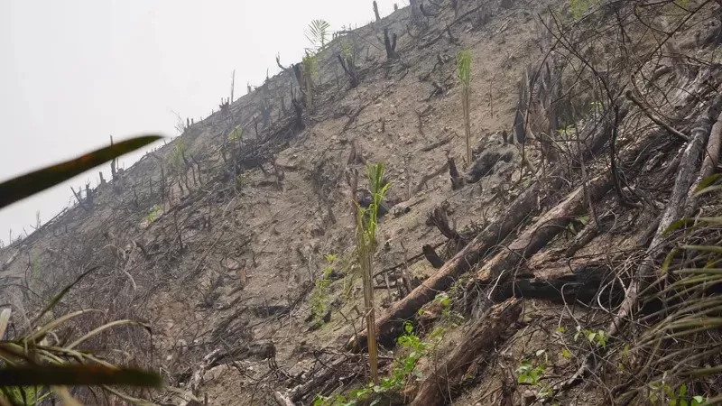 Penampakan lahan bekas kebakaran hutan di Dharmasraya ditanami sawit. (Foto: Kominfo Dharmasraya)