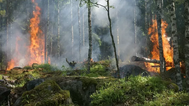 Ilustrasi Kebakaran Hutan (Foto: Pixabay)
