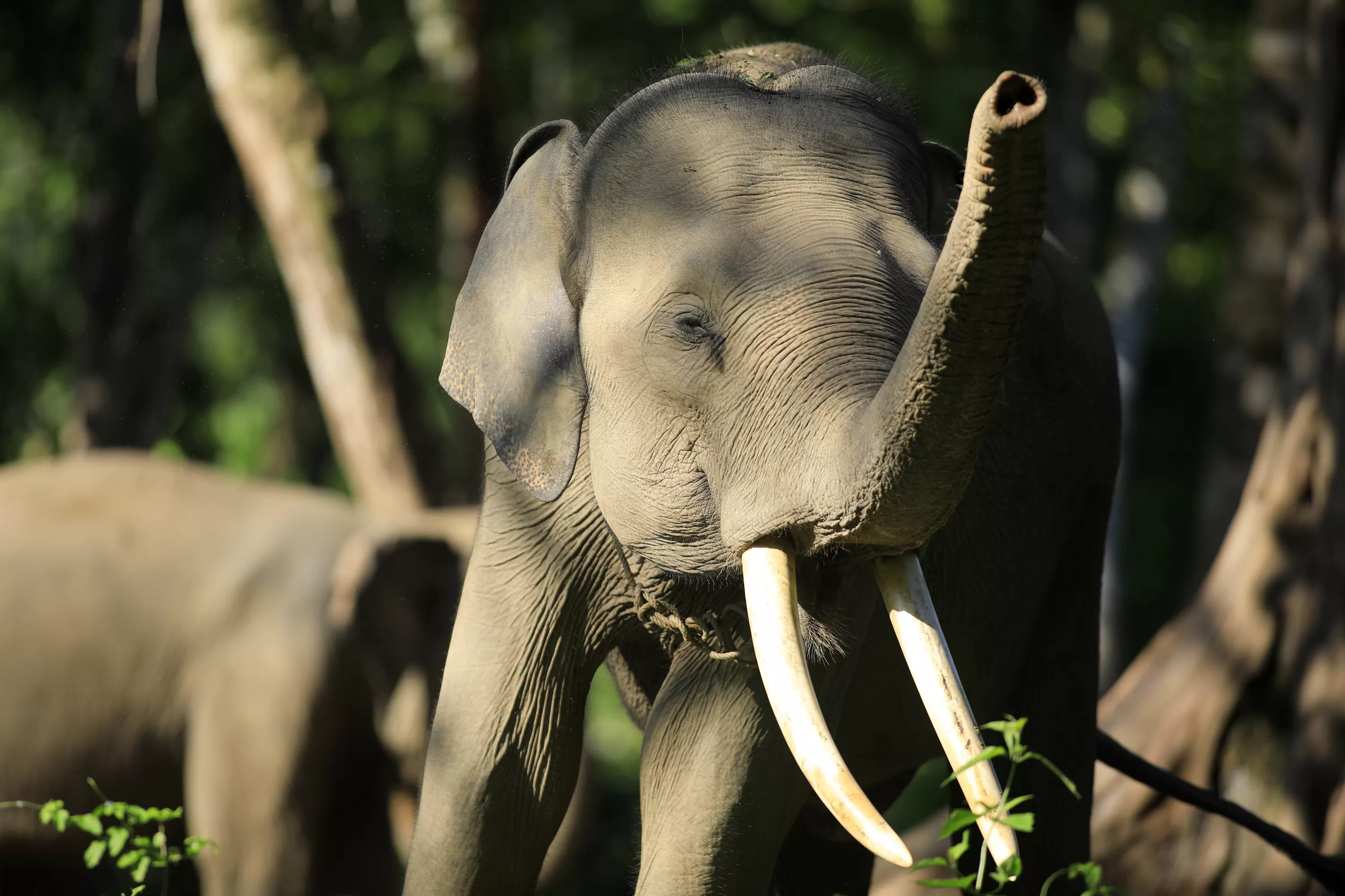 Foto Ilustrasi Sejumlah gajah terlatih ditambatkan di  lokasi Basecam Conservation Response Unit (CRU) Sampoiniet, Kabupaten Aceh Jaya, provinsi Aceh, Minggu (12/3). AentenewsFOTO/Ampelsa