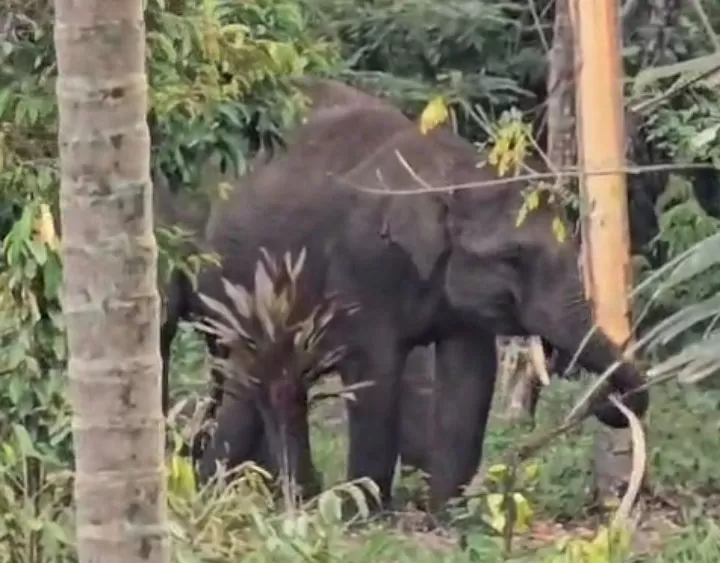 Seekor Gajah Sumatera  memasuki pemukiman penduduk di Kecamatan Pintu Rime Gayo, Kabupaten Bener Meriah.Foto Tim MPG