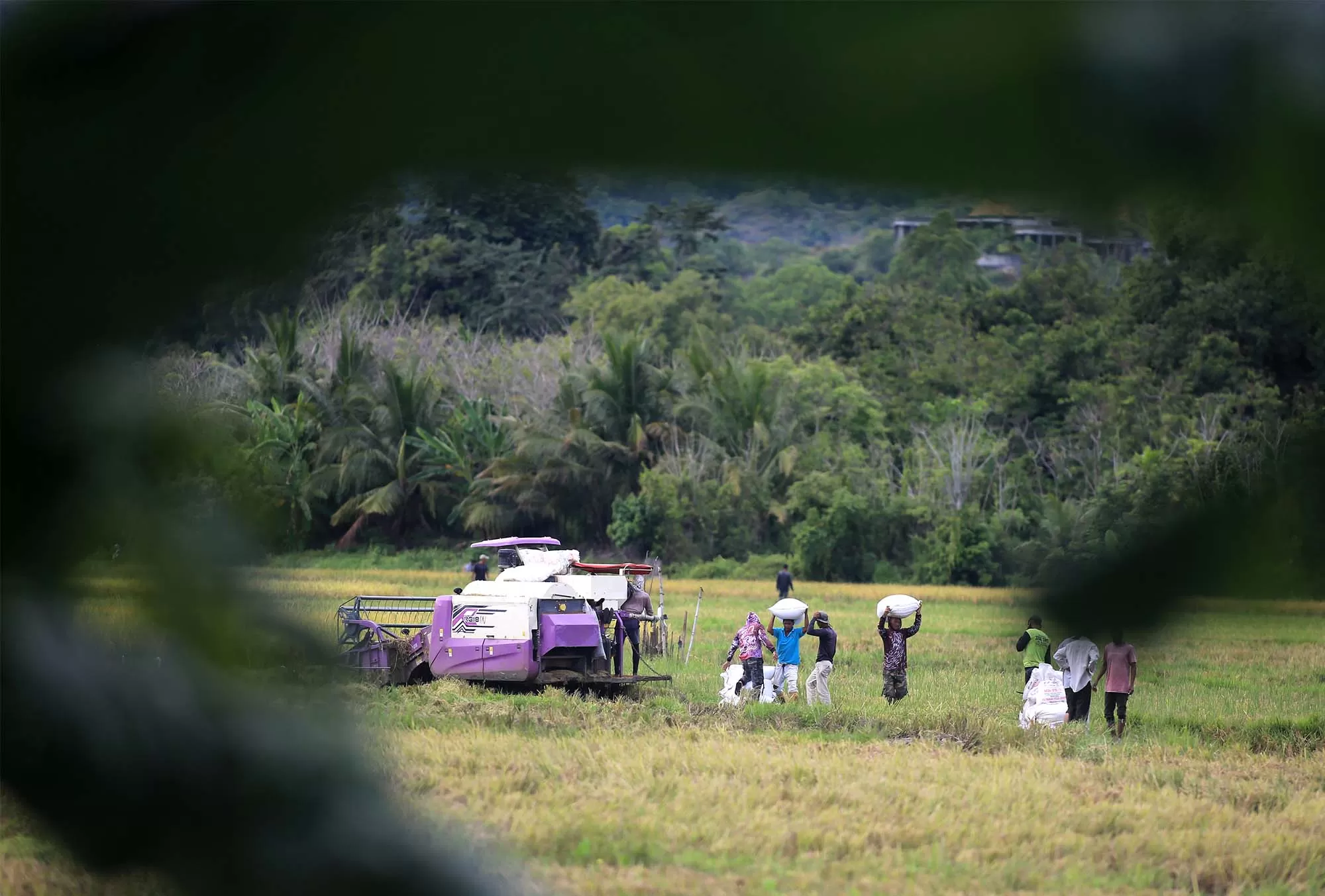 Petani mengangkut padi saat panen di desa Samahani, kabupaten Aceh Besar. Aentenews Foto/Ampelsa.