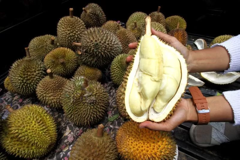(250217) -- KLATEN, 17 Februari, 2025 (Xinhua) -- Seorang pedagang mengupas durian lokal untuk menunjukkan dagingnya kepada para pembeli di sebuah pasar durian yang berada di Desa Randulanang, Kabupaten Klaten, Provinsi Jawa Tengah, pada 16 Februari 2025. (Xinhua/Bram Selo)