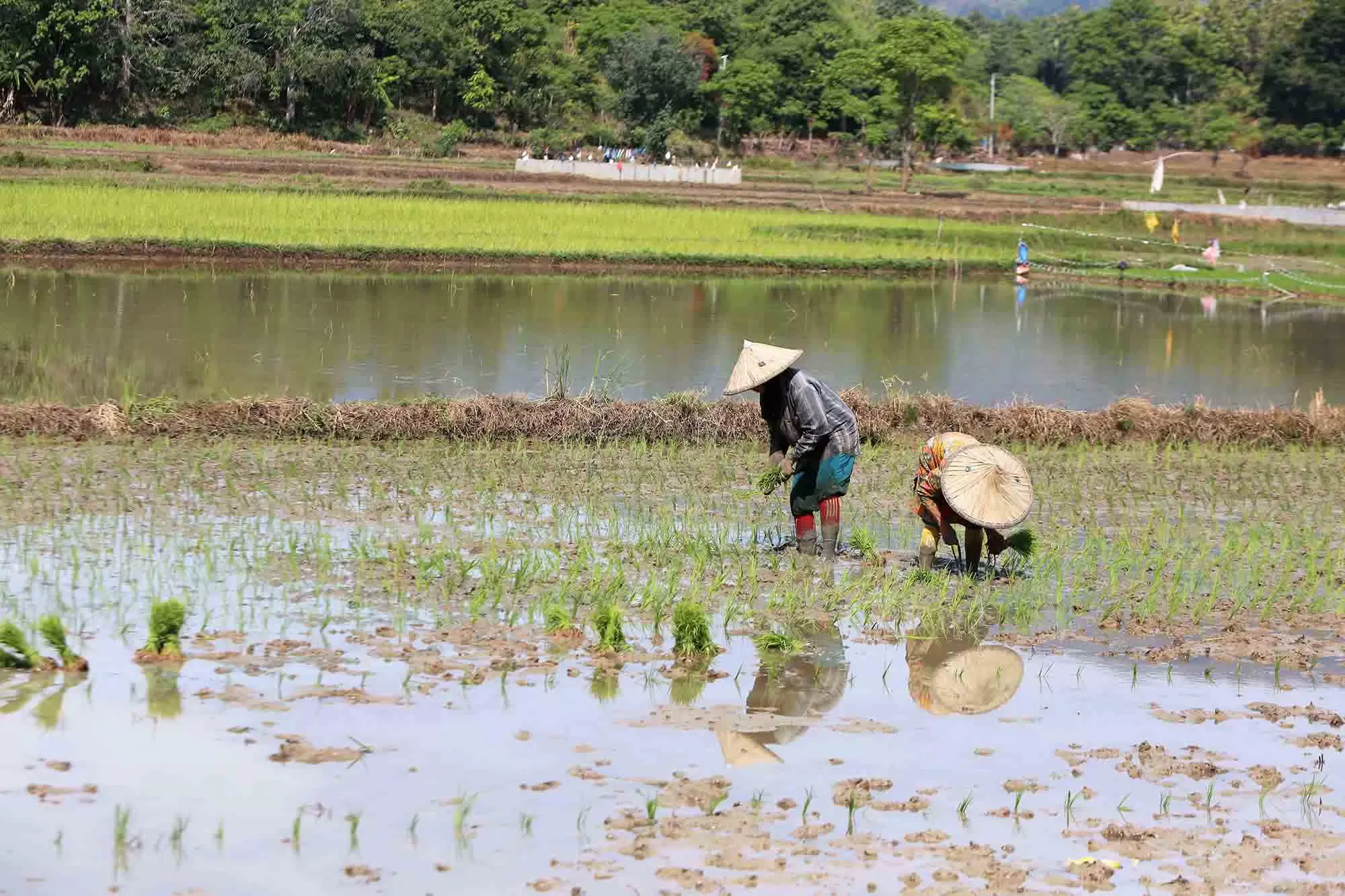 Petani menanam padi saat memasuki  awal musim tanam di desa Indra Puri, kabupaten Aceh Besar.