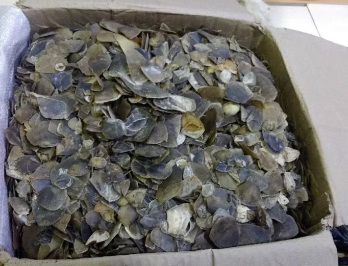 Barang bukti sisik tringgiling.foto dok.Gakkum Kehutanan Wilayah Sumatera.