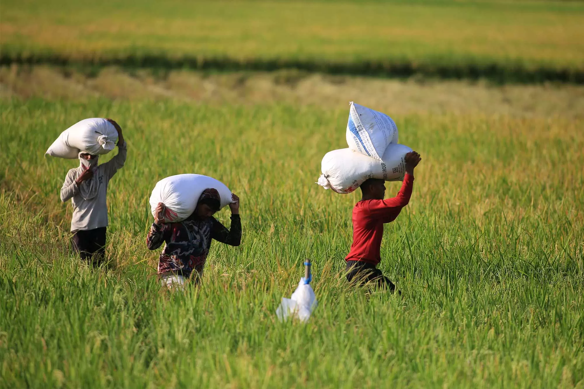 Petani mengangkut gabah kering panen (GKP) saat berlangsung panen padi di daeeah Padang Tiji, Kabupaten Pidie,  Rabu (29/4/2026).  Aentenews Foto/Ampelsa.