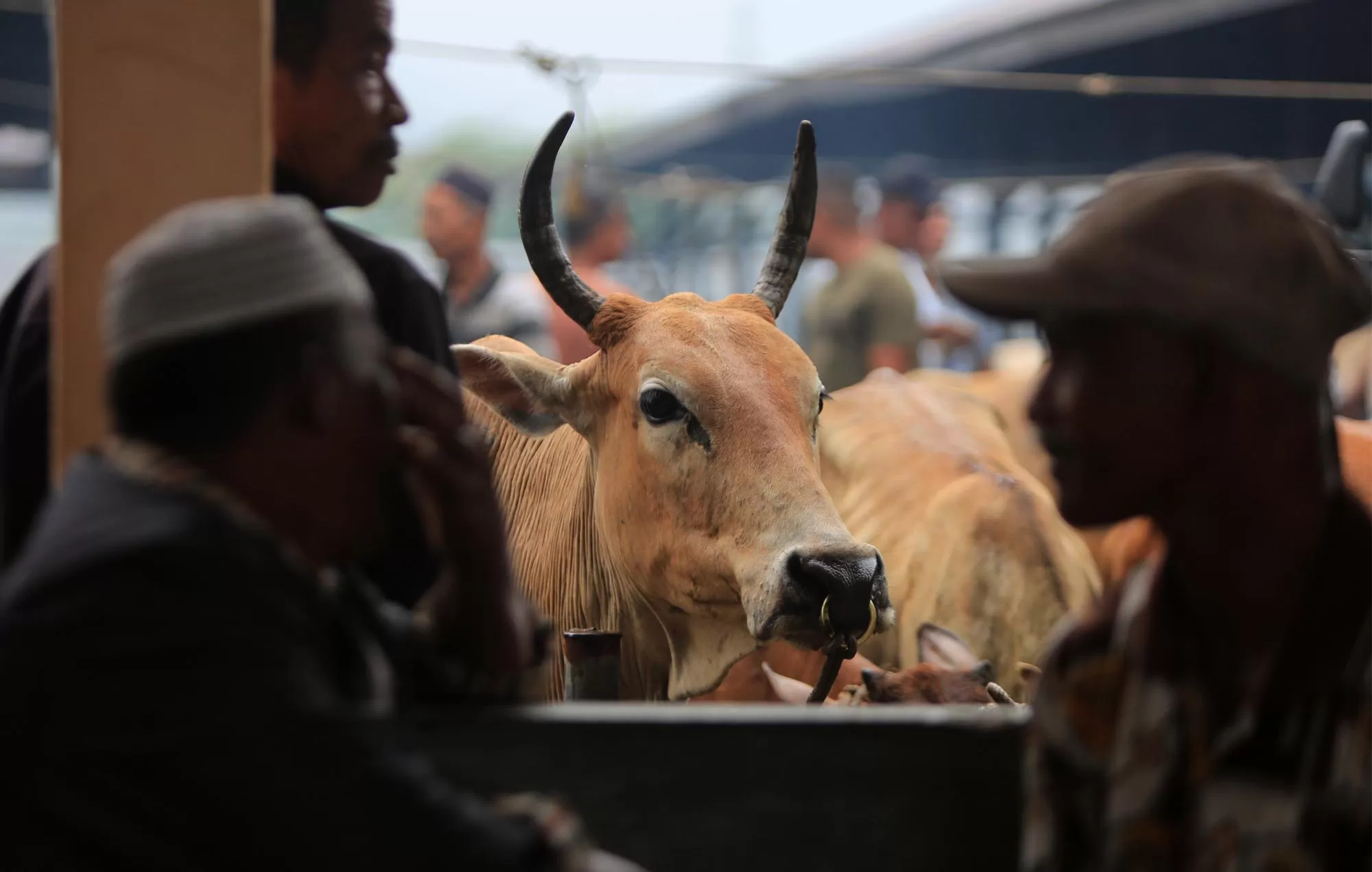 Pedagang dan peternak terlibat transaksi jual beli sapi  menjelang Idul Adha 1447 Hijriyah di Pasar Hewan Sibreh, kabupaten Aceh Besar, Rabu (20/5/2026). Aentenews Foto/Ampelsa.