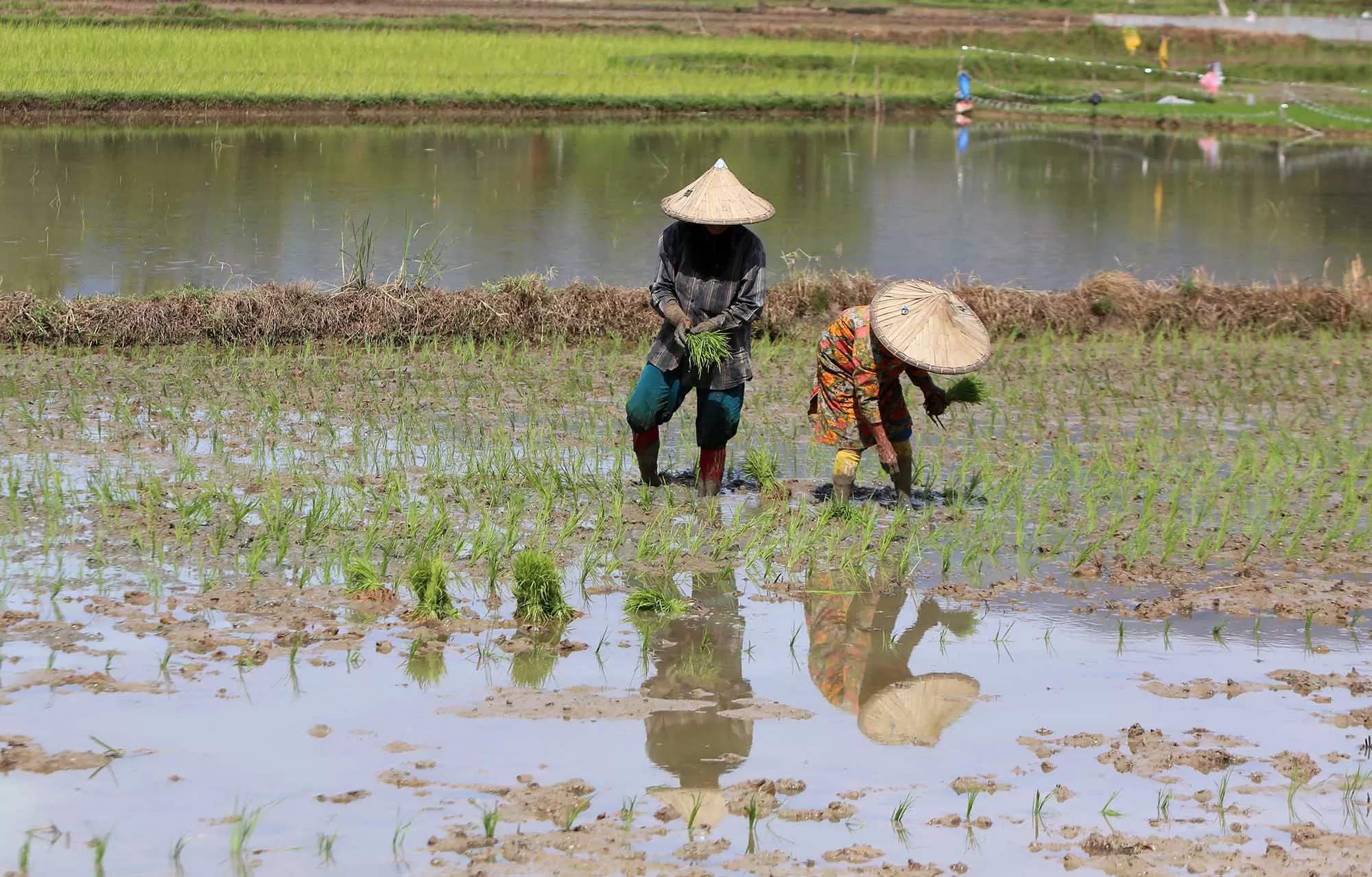 Petani menanam padi saat memasuki musim tanam  serentak di kabupaten Aceh Besar. Aentenews Fot/Ampelsa.