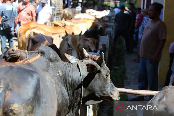 Pedagang terlibat transaksi jual beli ternak sapi di Pasar Hewan Sibreh, kabupaten Aceh Besar,  Aentenews Foto/Ampelsa.