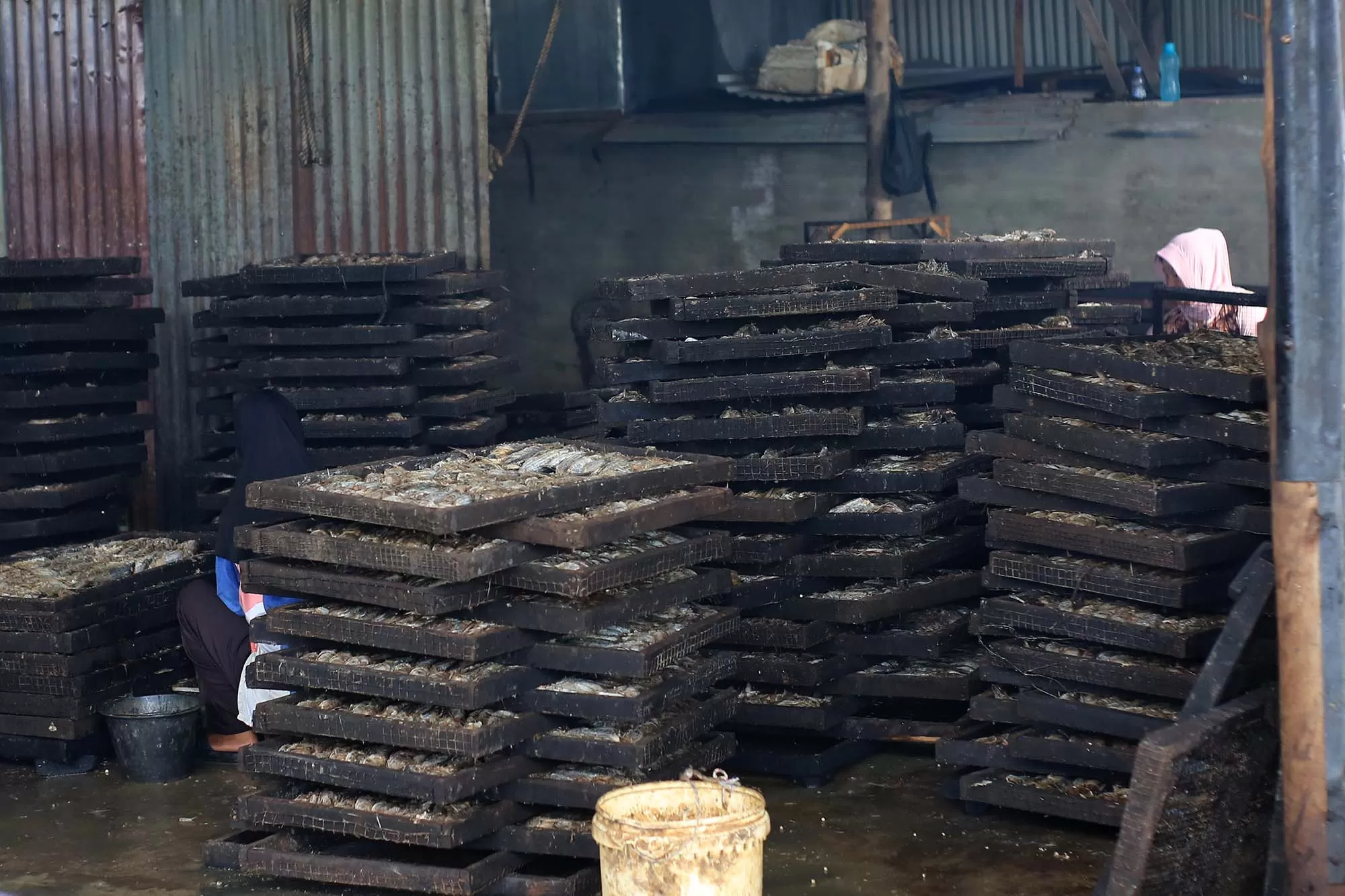 Pekerja mempersiapkan bahan baku ikan tongkol saat proses produksi  Ikan Asap  di  Banda Aceh, Senin (12/5/2026). AentenewsFoto/Ampelsa.