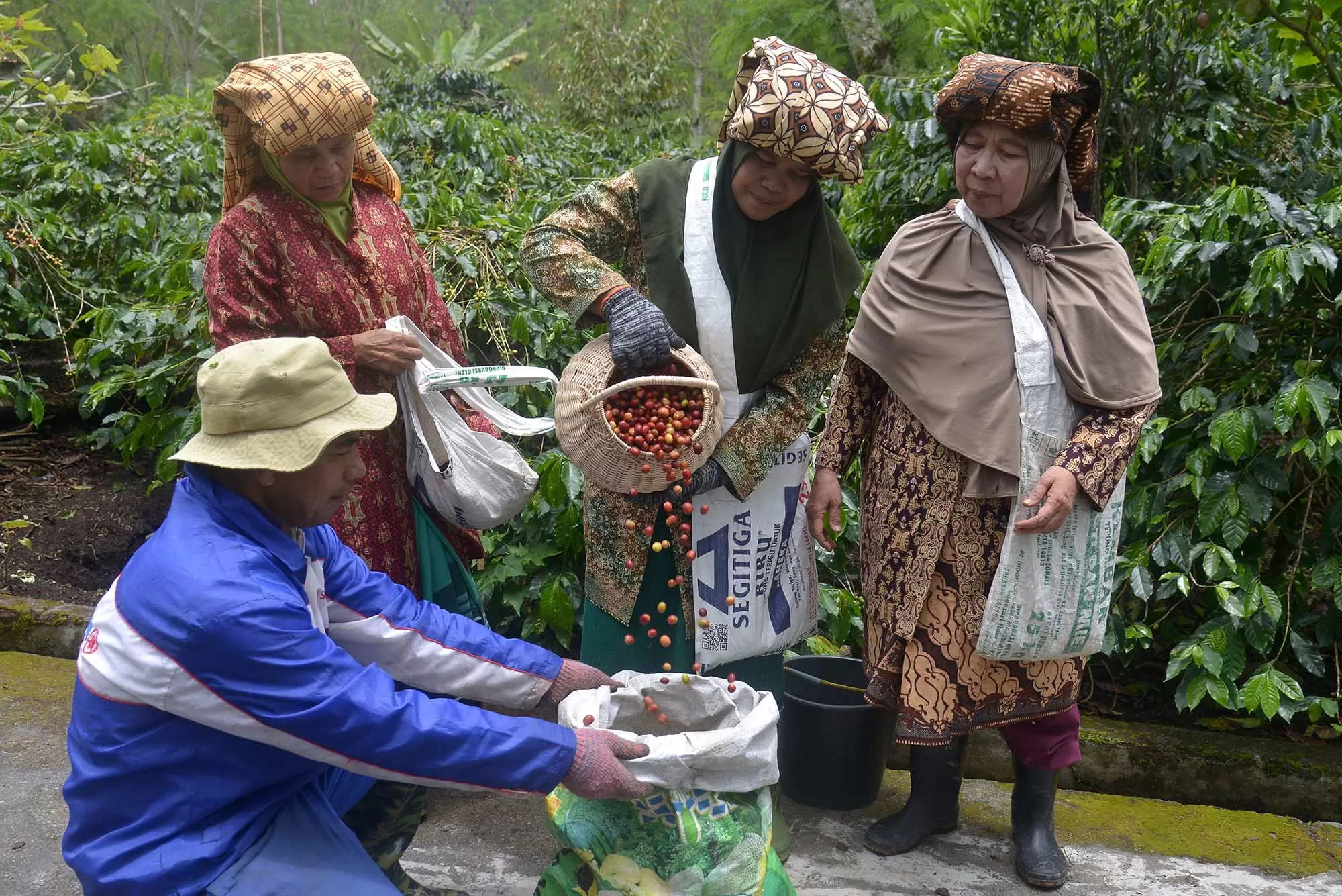 Foto Ilustrasi panen kopi di Aceh Tengah. Aentenews/Ampelsa