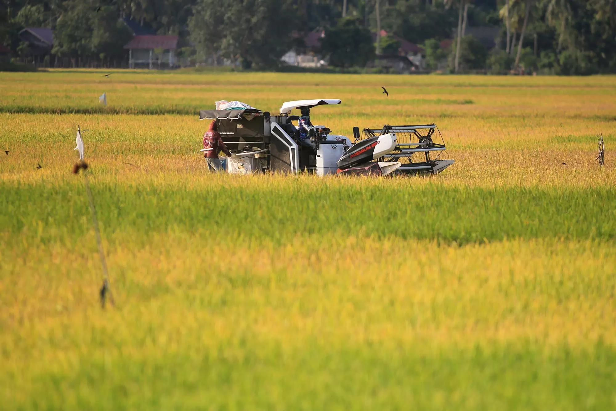 Petani panen padi di Aceh.Aentenews Foto/Ampelsa.