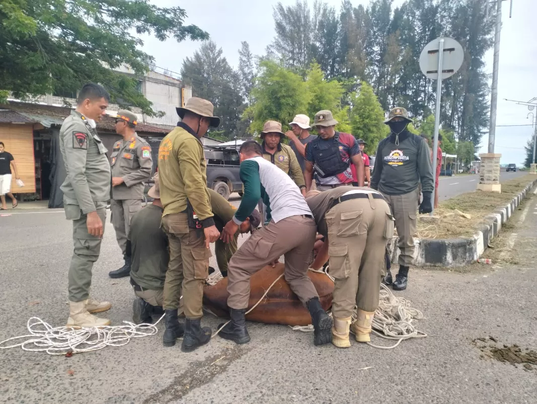 Petugas menangkap ternak liar di jalan nasional, Aceh Jaya.Foto Dok Pemkab