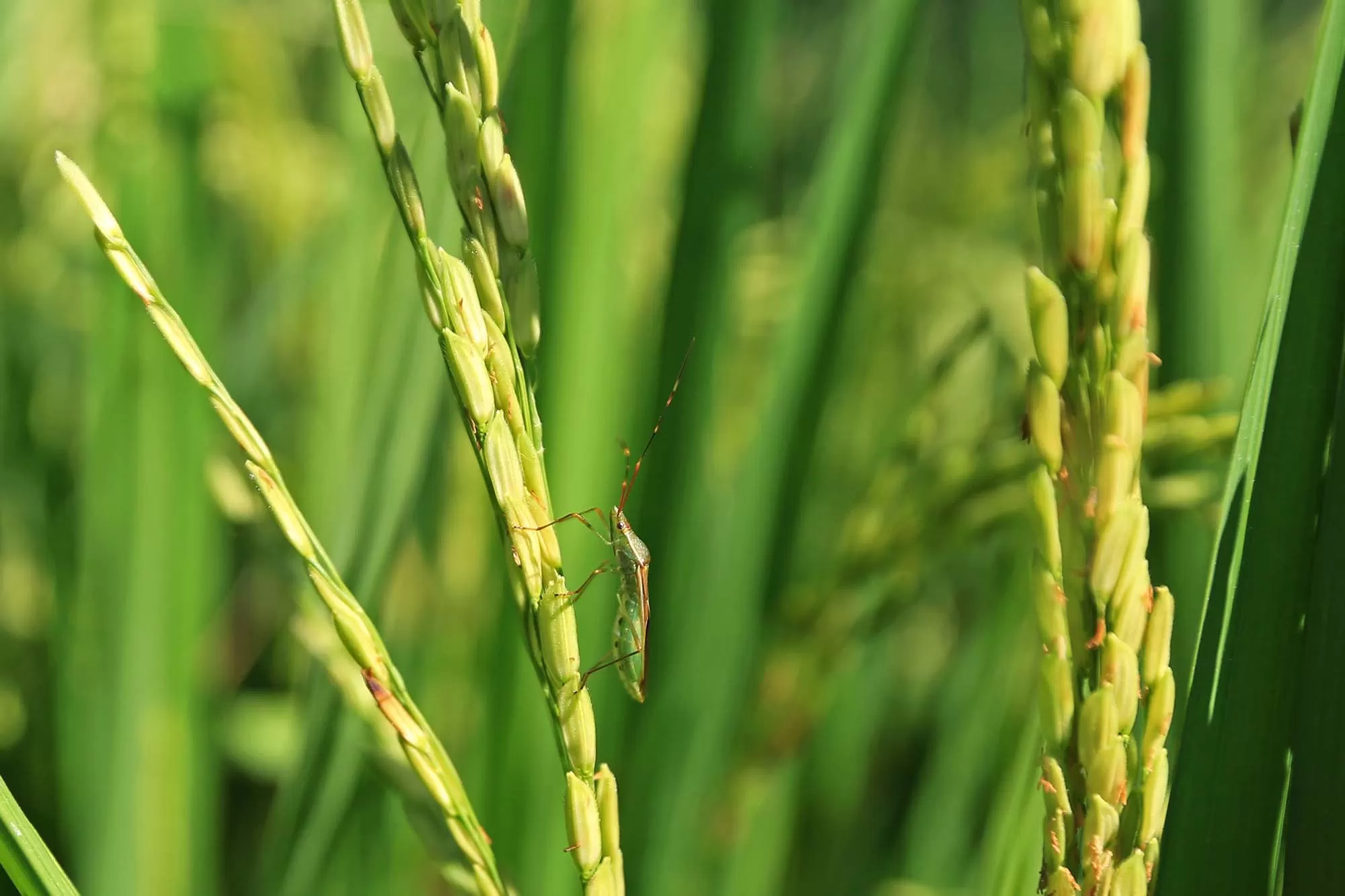 Sejenis hama Walang sangit (Leptocorisa oratorius L) mulai mengancam buah padi di desa Tampok Blang, kecataman Suka Makmur, kabupaten Aceh Besar, Aceh Senin (20/7/2026).  Menurut petani, hama Walang sangit  hapir setiap musim tanam menyerang tanaman padi dan selain hama wereng sehingga membutuhakn pencegahan  yang salah satunya penyemprotan dengan  cairan sejenis racun hama.  Aentenews Foto/Ampelsa.