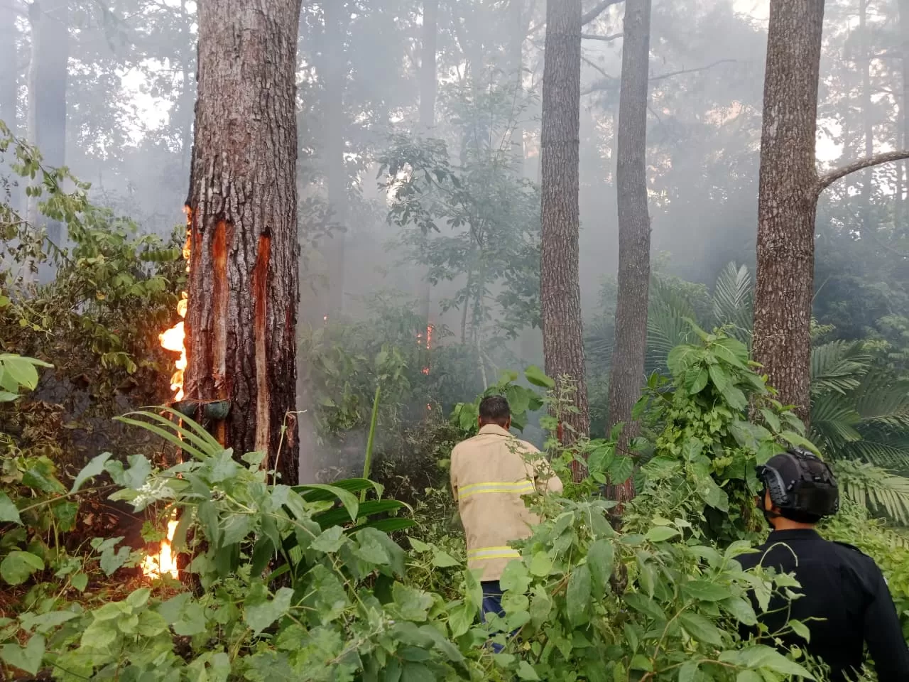Karhutla di kawasasan hutan lindung Saree,Aceh Besar. Foto Dok BPBD