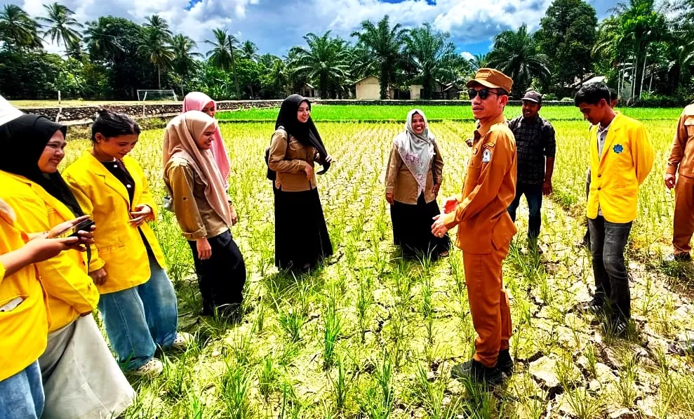 Bupati Aceh Barat Tarmizi (kacamatan hitam) bersama sejumlah mahasiswa saat meninjau kekeringan areal sawah di Aceh Barat, Selasa (28/7/2026). Foto Ist