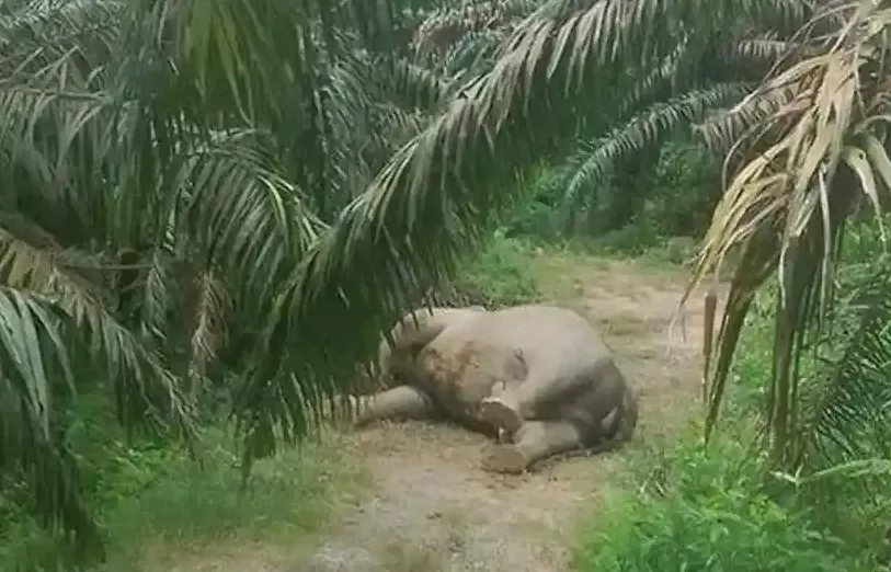 Seekor individu Gajah Sumatera ditemukan warga mati di Lahan perkebunan sawit Kabupaten Aceh Tamiang, Minggu (9/8/2026). Foto Warga