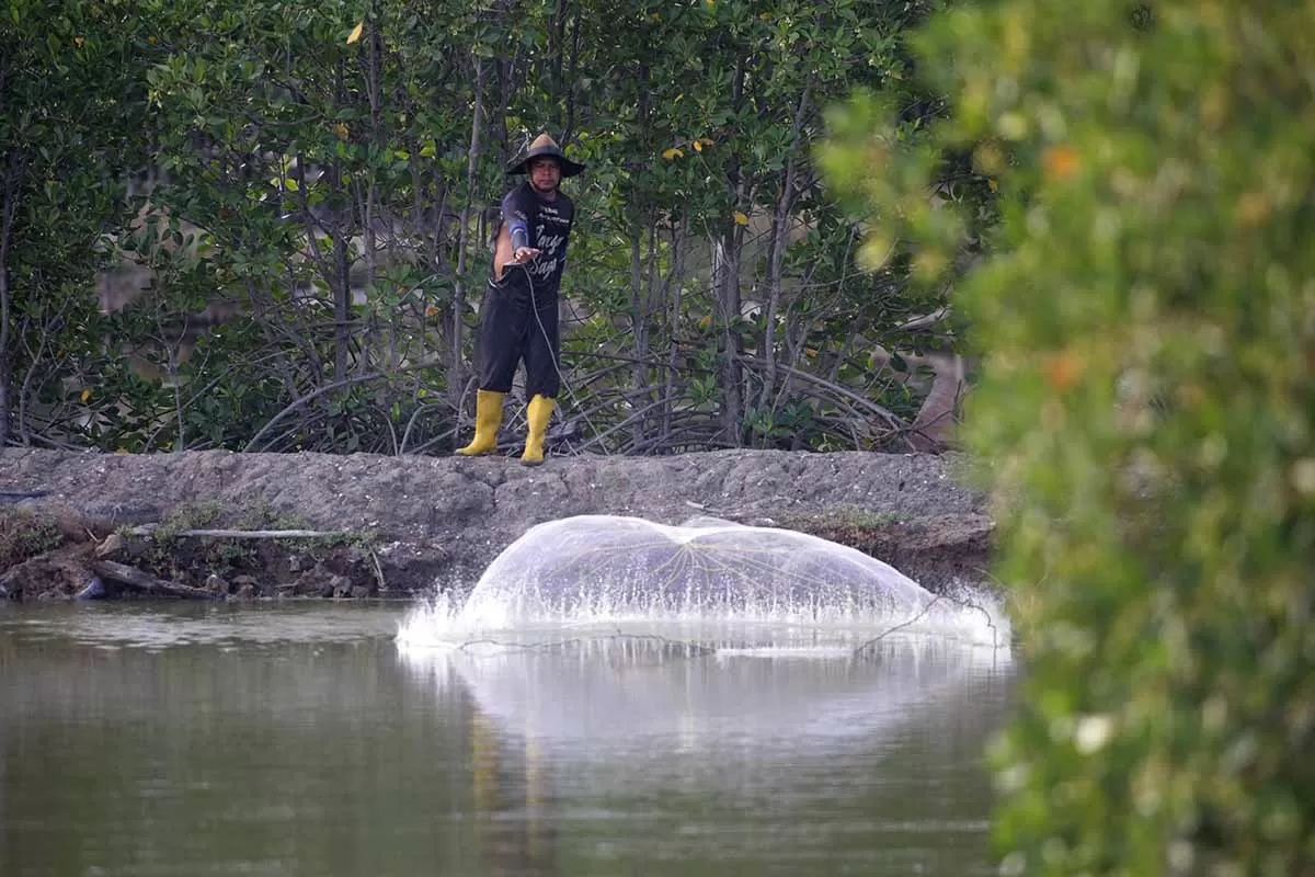 Nelayan menebarkan jaring saat menangkap ikan di lahan tambak yang ditumbuhi tanaman manggrove di pesoisir Banda Aceh, Sabtu (12/9/2025). Hutan manggrove di pesisir Banda Aceh dan termasuk kawasan Aceh Besar  terancam hilang akibat alihfungsi untuk pembangunan perumahan.  Aentenews Foto/Ampelsa.