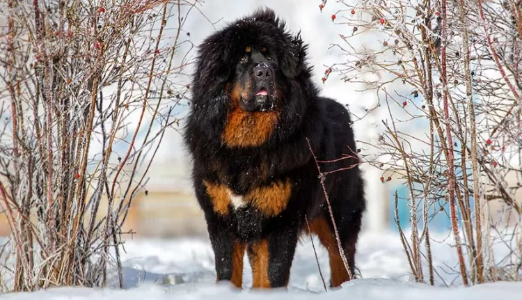 Harga best sale tibetan mastiff