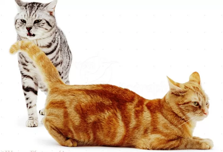 Ciri-Ciri Kucing Birahi Yang Perlu Anda Ketahui - Akurat