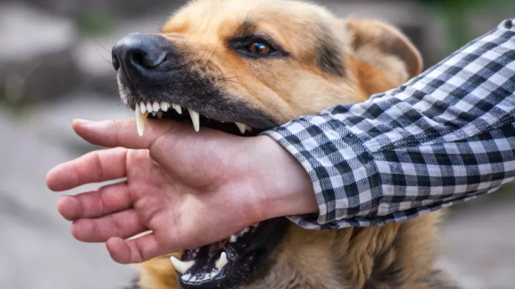 Mengenal Ciri Ciri Gejala Awal Rabies Pada Manusia Akurat 5422