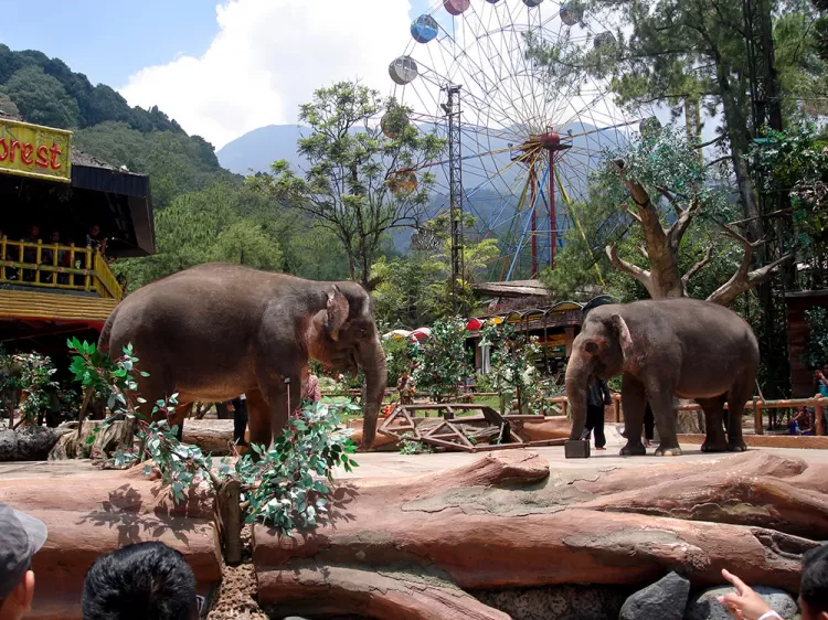 5 Rekomendasi Tempat Wisata Di Puncak, Worth It Cocok Untuk Keluarga ...