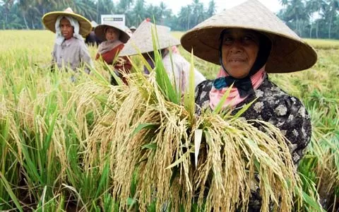 Optimalisasi Peran Petani Wujudkan Swasembada Pangan Akurat