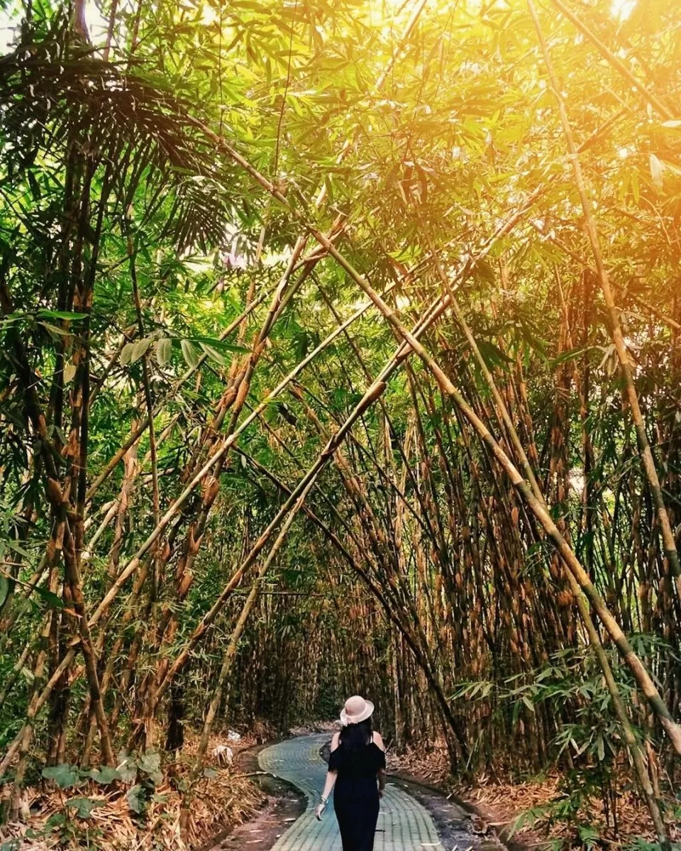 5 Hutan Bambu Di Indonesia Bikin Kamu Berasa Liburan Di Jepang - Akurat ...