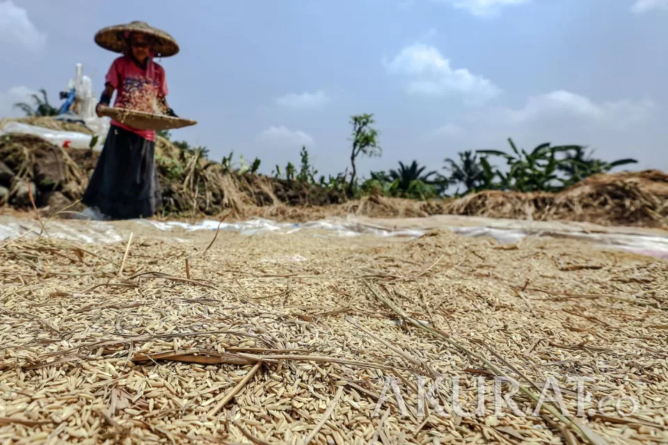 Petani mengayak gabah kering hasil panen di Kampung Budaya Sindang Barang RW 08, Desa Pasir Eurih, Tamansari, Kabupaten Bogor, Jawa Barat, Sabtu (5/9/2020).