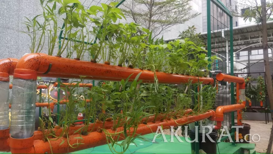 Hemat Biaya, Ini 5 Cara Memulai Urban Farming Di Tengah Pandemi - Akurat