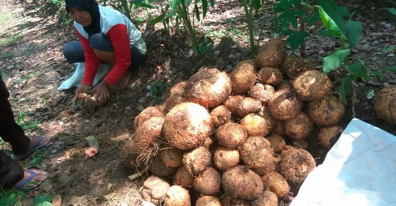 Tanaman Porang, Kandungan Nutrisi Hingga Olahannya - Akurat