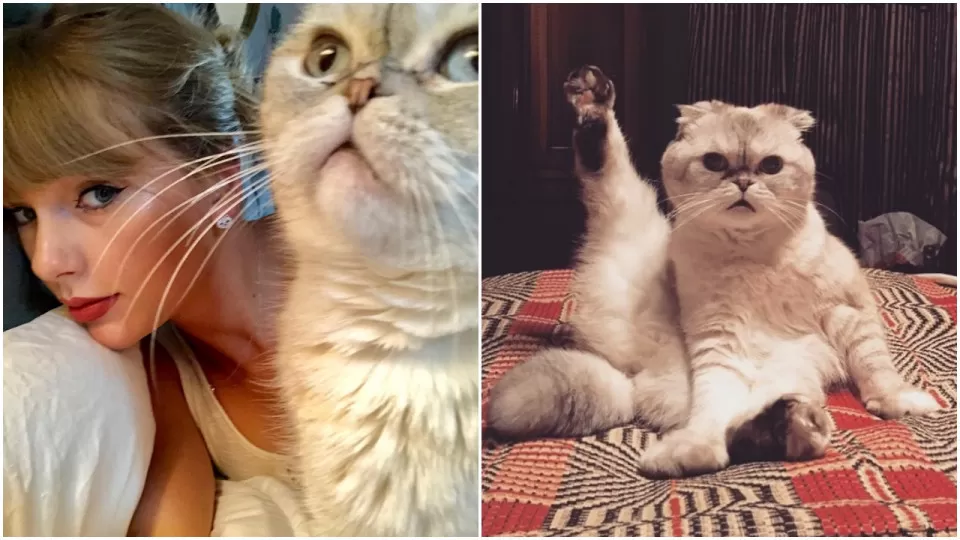 Kisah Olivia Benson Kucing Terkaya Sedunia Milik Taylor Swift