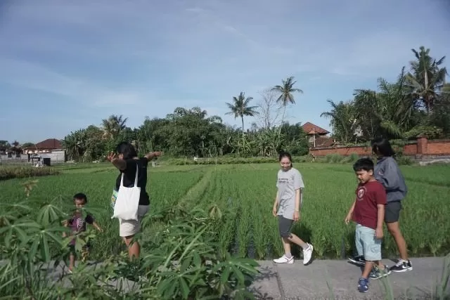 Ekowisata Subak Sembung Asyiknya Jogging Menyusuri Sawah Bali Express