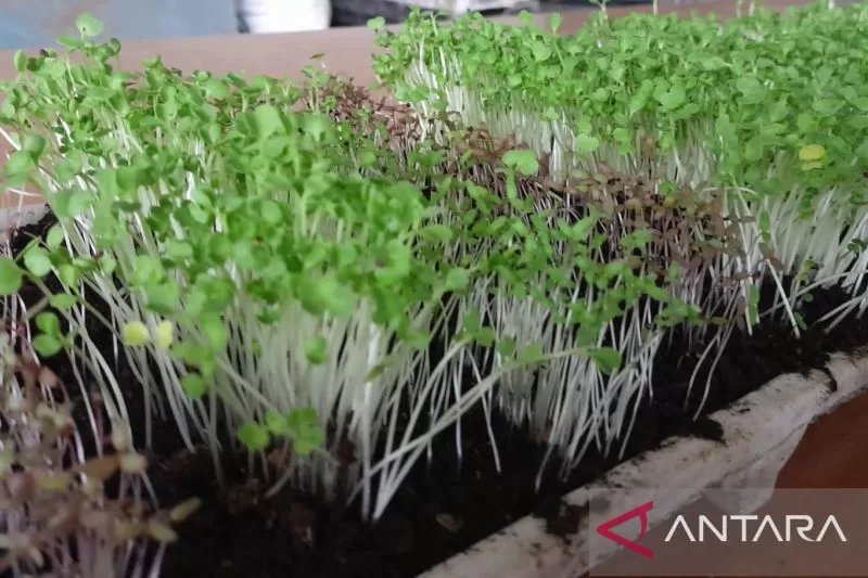 Microgreens untuk urban farming yang dapat membantu mencegah stunting. (ANTARA/HO-Nuni Gofar)