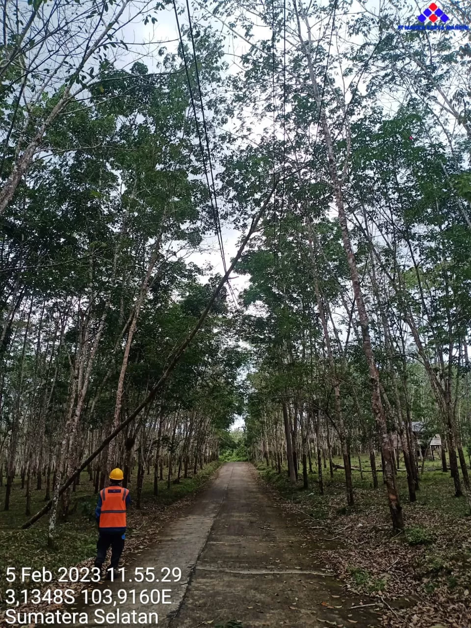 Akibat Pohon Tumbang, Penukal Utara Dan Abab Semalaman Padam Listrik ...