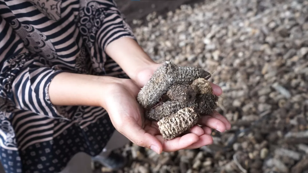 Gunakan biomassa, PLN hasilkan listrik bersih 575,5 GWh/PLN