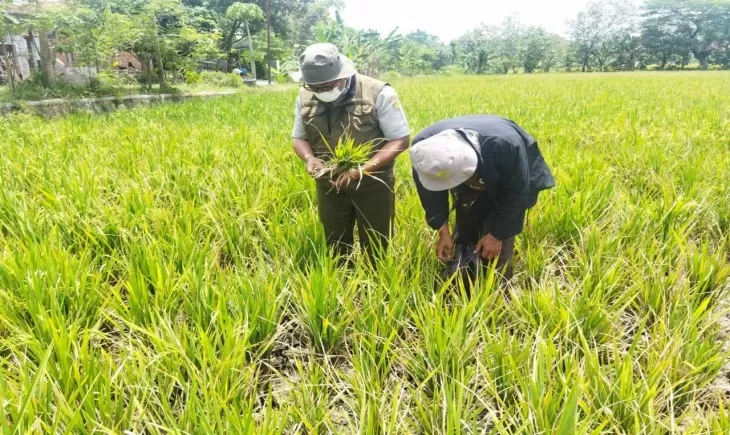 Dalam menghadapi fenomena musim kering atau El Nino, pemerintah diminta untuk memaksimalkan penyerapan beras lokal. foto: ist