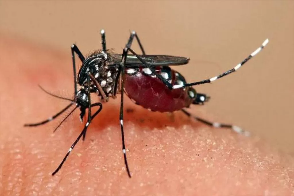 Nyamuk aedes aegypti yang menularkan penyakit deman berdarah. Foto: Ist